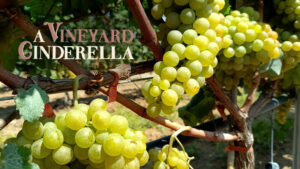 Vineyard_poster